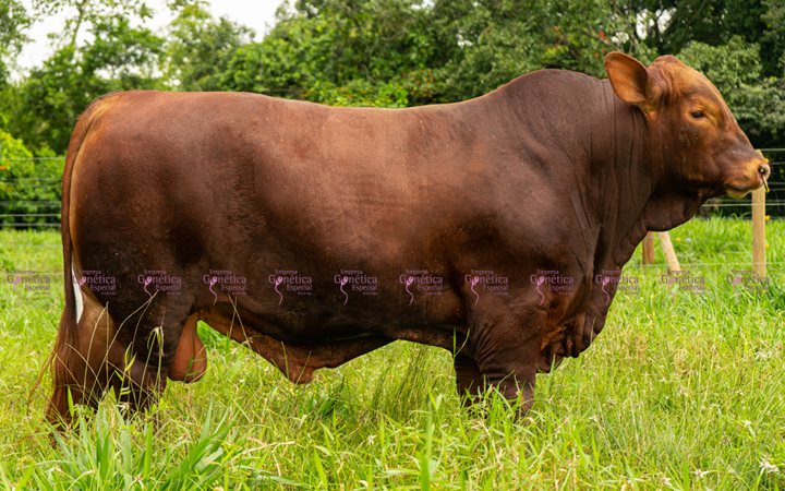 toros-carne-brangus