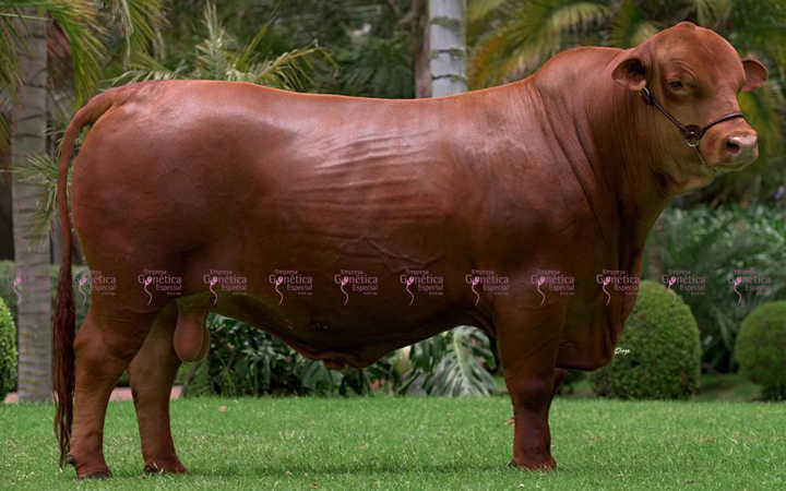 toros-carne-brangus