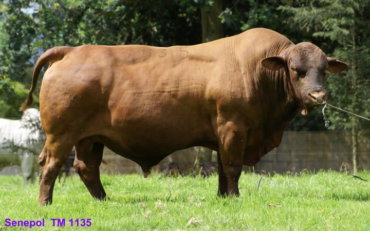 toros-carne-simbrah