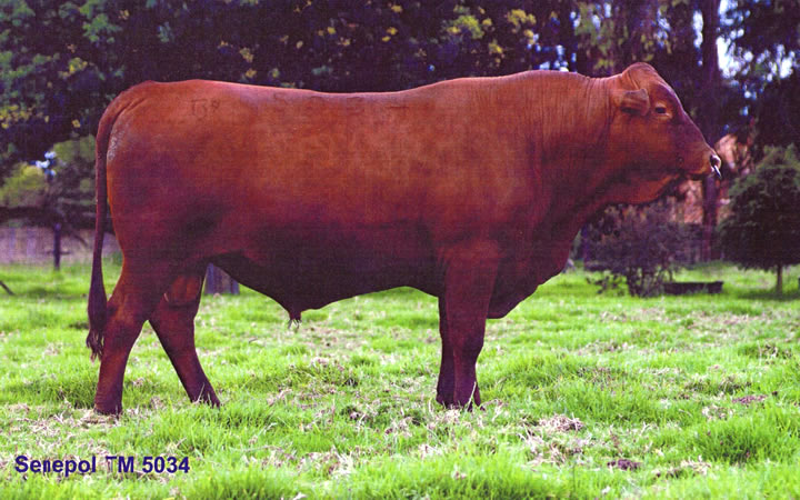 toros-carne-simbrah