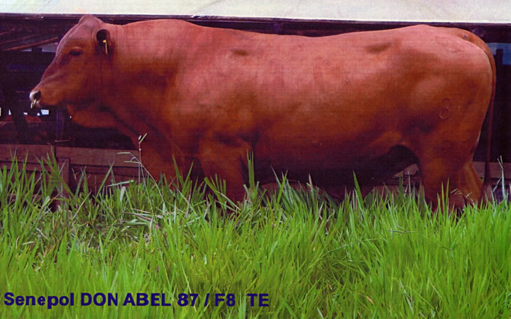 toros-carne-simbrah