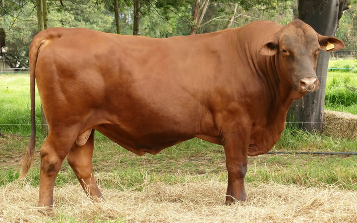 toros-carne-senepol