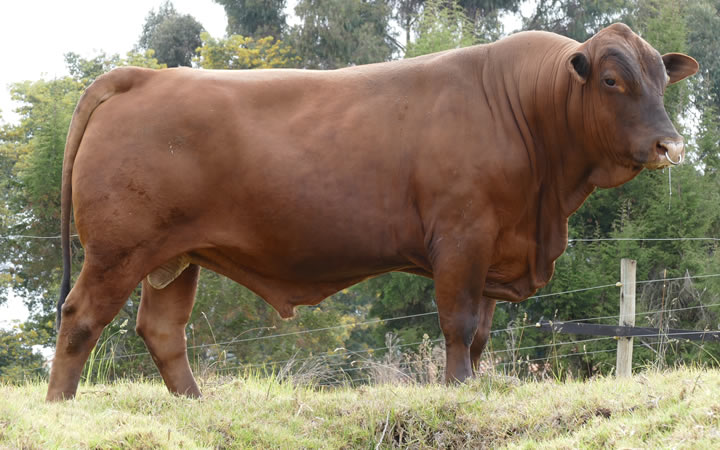 toros-carne-senepol