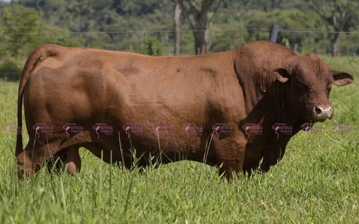 toros-carne-senepol