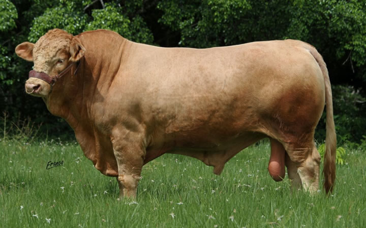 toros-carne-simbrah