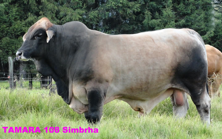 toros-carne-simbrah
