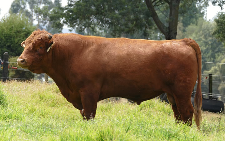 toros-carne