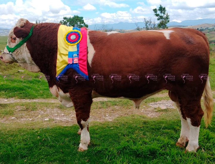 doble-proposito-simmental