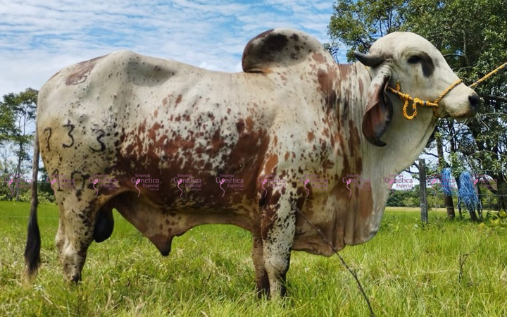 toros-leche-gyr-mago