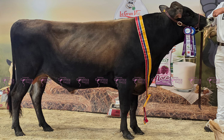 toros-leche-jersey-bilbalo