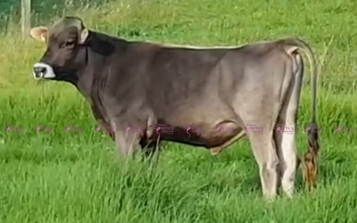 toros-leche-pardo-suizo-cleofas