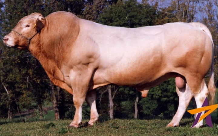 toros-carne-Blonde-D`Aquitaine