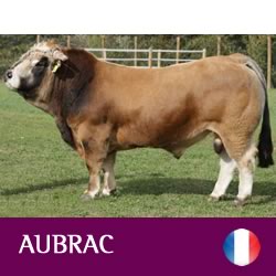synetics-aubrac