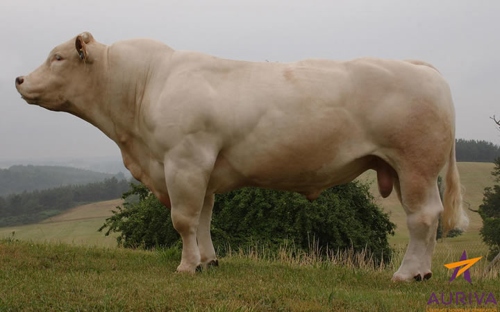 toros-carne-inra95