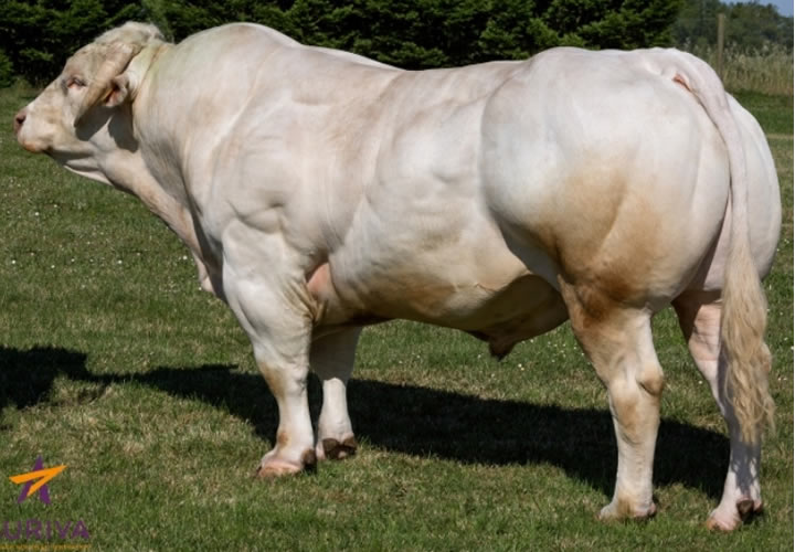 toros-carne-inra95