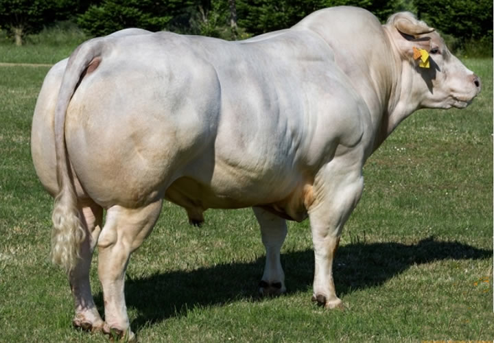 toros-carne-inra95