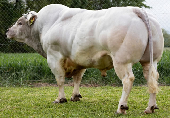 toros-carne-inra95