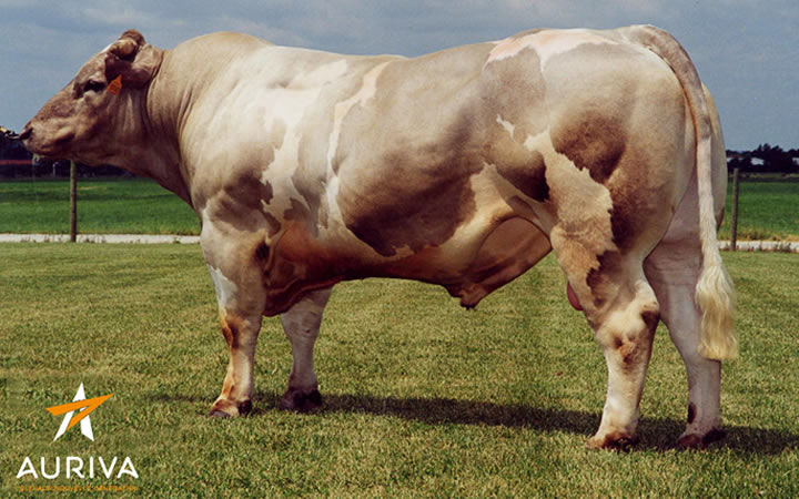 toros-carne-inra95