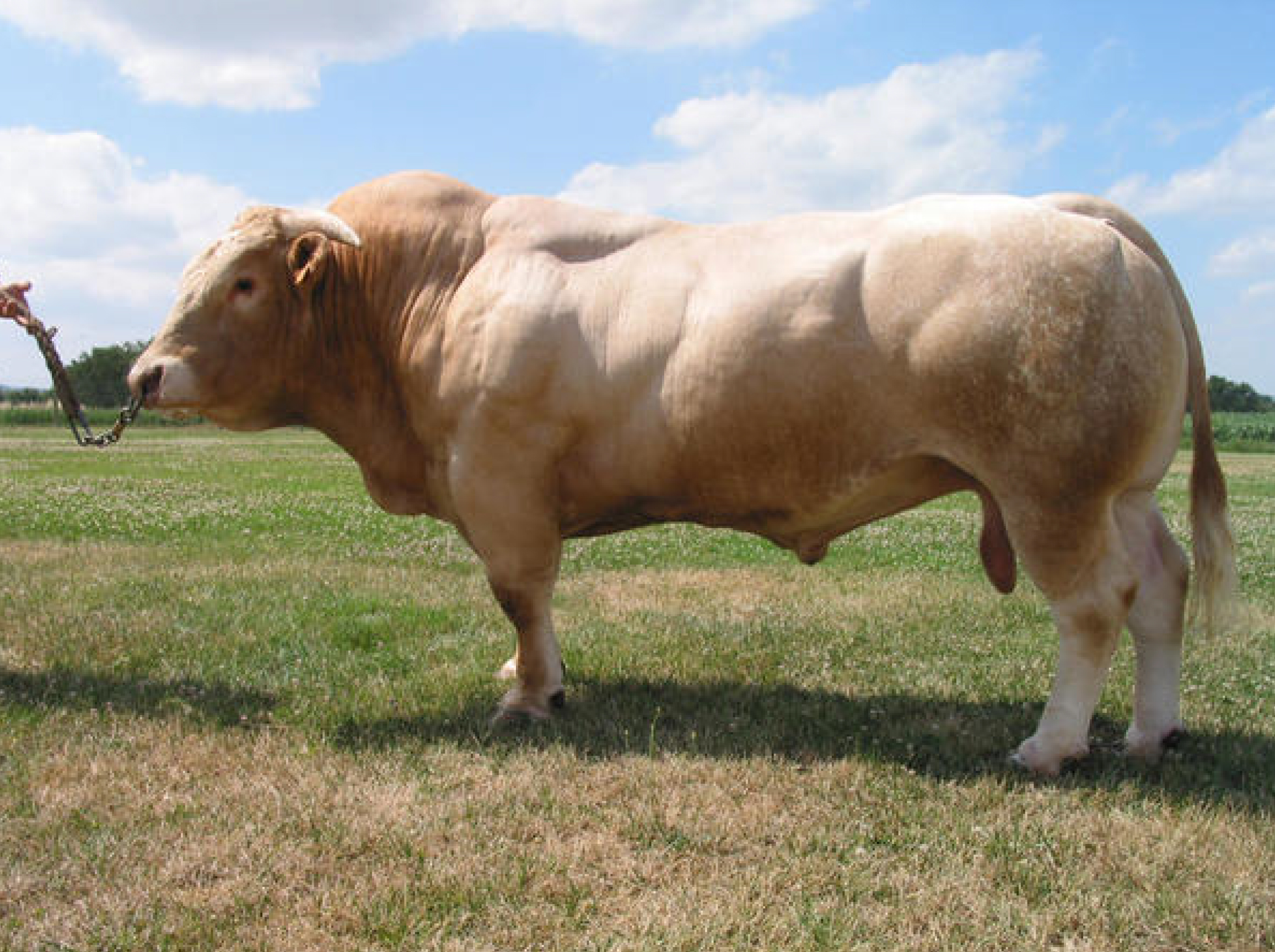 toros-carne-inra95