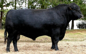 Angus Negro