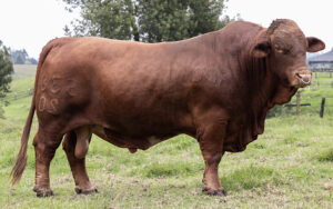 BeefMaster
