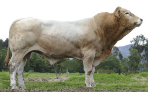 Blonde D`Aquitaine