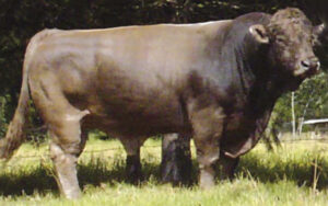Braunvieh