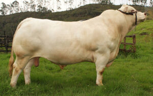 Charolais