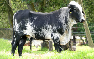 GYR x Holstein