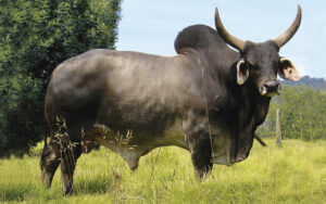 Guzera