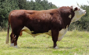 Hereford