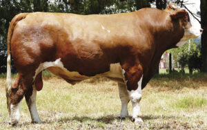 Simmental