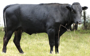 Wagyu