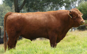 Wagyu - Akaushi