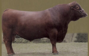 Gusti Queb Red