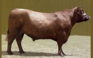 Gusti Red Lands Gus