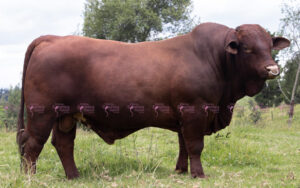 Maritanoy 582/90