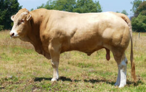Apolo