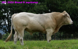 Zizu Blond