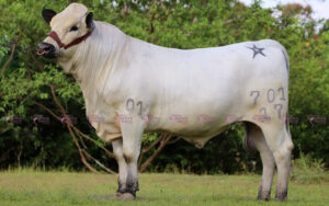 Baltazar 701