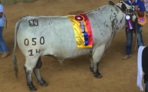 Pacaraima 050