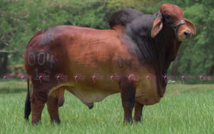 AMOROSO 004/12