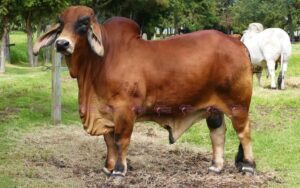 Dandi Antony 321/5