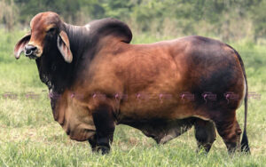 Pumba 123/12