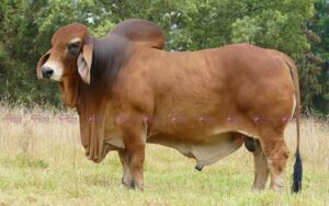 Tambor 397/35