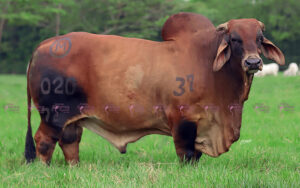 El Cucharo KML Tylan 020/72