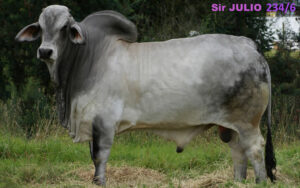 SIR Julio 234/6