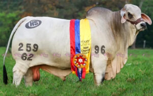 HS Aquiles 259-62