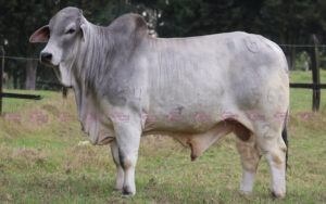 Calixto 6962/2