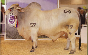 Camilin 77/4